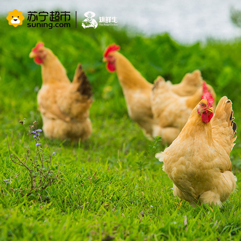 雉鲜生 农家散养鸡走地鸡 1000g*2 玥子鸡 2只装提货卡