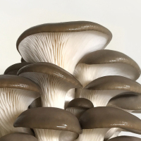 【苏宁小店】海林海鲜菇