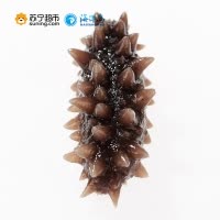 海洋岛 黄海之宝 大连野生辽参即食海参礼盒冷冻辽刺参400g 4-6年参