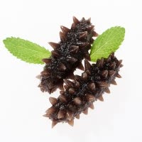 海洋岛大连即食海参野生海参辽刺参冷冻 50g/只 3只装 6-8年