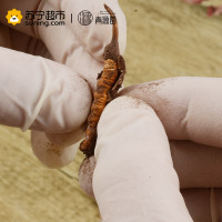 青源堂 冬虫夏草 0.5克/条 100条装50克 新鲜冬虫夏草雪山虫草正品 可泡酒泡水
