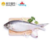 [苏宁生鲜][冰鲜]长江鲥鱼 600-650g 本帮美味 顺丰冷链空运 海鲜水产