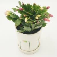 110#蟹爪兰开花植物应季上市自产自销基地直接发货无差价