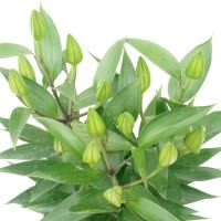 【盆栽香水百合】带盆载好发货花苞多花苞大多种规格上市可移盆可拼盆可剪下来插花瓶也可以三盆组合成大盆香水百合精品粗壮肥硕
