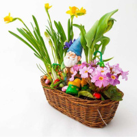 [冬季大量上市]漳州水仙花水养植物盆栽室内水培花卉冬季盆栽水仙盆景