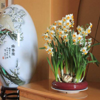 [冬季大量上市]漳州水仙花水养植物盆栽室内水培花卉冬季盆栽水仙盆景