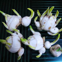 [冬季大量上市]漳州水仙花水养植物盆栽室内水培花卉冬季盆栽水仙盆景