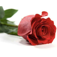 琳朗(LINLANG) 红玫瑰花 玫瑰花 节日鲜花 1束价格