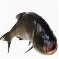 苏众(SU ZHONG) 鱼类 花鲢鱼