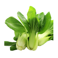 吉果多 油菜 J-1204 DT