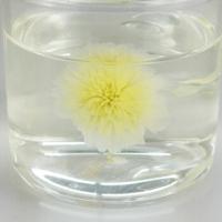 海汀園 杭白菊明前 菊花茶50g （单位：袋）