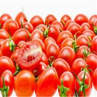 苏众(SU ZHONG) 蔬菜类 圣女果 专项定制