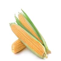 苏众(SU ZHONG) 蔬菜类 新鲜玉米 专项定制