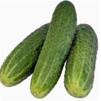 苏众(SU ZHONG) 蔬菜类 新鲜黄瓜 专项定制