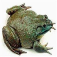 苏众 鱼类 牛蛙 专项定制