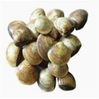 苏众 鱼类 花蛤 专项定制