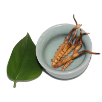 益升源 玉树新鲜冬虫夏草 2019年现挖虫草 0.9克/条 10条装