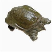 苏众 水产品 甲鱼1