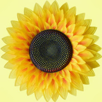 演出舞蹈套装(演出服+舞蹈道具)