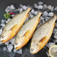 金世尊东海野生小黄鱼400g