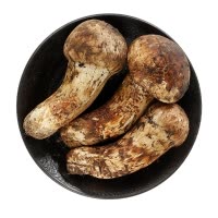 波得 香格里拉松茸新鲜上市 未开伞 (非干货)1000g 4-6cm 云南特产