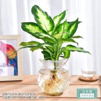 AB万年青(含水培收腰玻璃瓶)单位:瓶