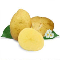 精选山东黄心大土豆新鲜马铃薯5斤装