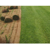 定制 铺建 草坪 1000平米起
