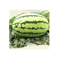 宁夏 西瓜/个