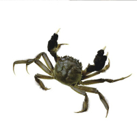 邂逅阳澄 大闸蟹 399型