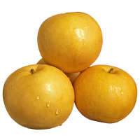 山东烟台秋月梨约2.5kg新鲜水果黄金梨5斤装