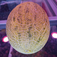 哈密瓜 新鲜水果礼盒装中秋送礼芳香多汁哈密瓜 (一件装)