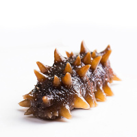 鲜盟海参即食大连野生辽刺参鲜活500g特价速食非干货海生单个装