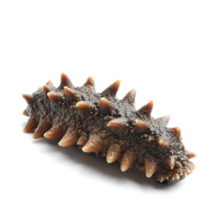 鲜盟海参即食大连野生辽刺参鲜活1000g特价速食非干货海生单个装