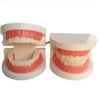 增智(Z) YC 牙齿模具教具幼儿园儿童练习刷牙口腔模型