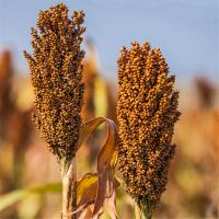 二年陈酿陈醋500ml*15瓶