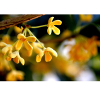三角梅/桂花/米兰