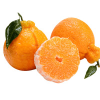 四川不知火丑橘 3斤装中果(单果70-80mm) 新鲜水果应季 丑八怪桔子柑橘