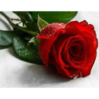 罗格朗(Legrand) 企业定制版 红玫瑰花 鲜花带卡片 1束价格