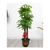 企购优品发财树1.3M带盆栽好
