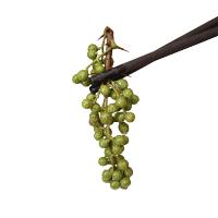 爱蜀味 四川金阳特产 保鲜特麻藤椒350g 新鲜花椒 生青花椒麻椒