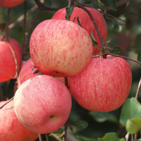 当季新鲜苹果整箱装