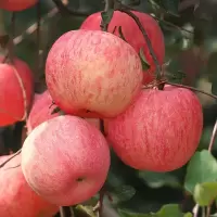 当季新鲜苹果整箱装