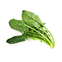 老品种小叶菠菜种子 农家大叶菠菜籽 蔬菜种子四季种菜四季蔬菜