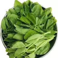自然新鲜豌豆苗(兰豆苗)散装销售