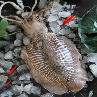 鲸日市集 印尼野生墨鱼900g(450g*2)大墨鱼墨鱼仔乌贼 新鲜活冻海鲜水产