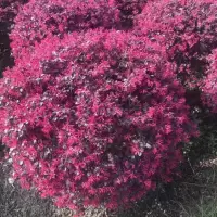 企购优品 红花继木小苗 苗圃树苗 庭院四季常青绿化工程苗木