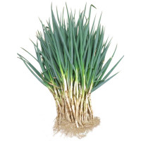 新鲜香葱 20斤/件