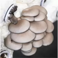 蘑菇20斤/袋