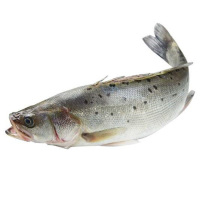 新鲜海鲈鱼(杀好)